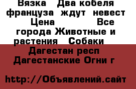  Вязка ! Два кобеля француза ,ждут  невест.. › Цена ­ 11 000 - Все города Животные и растения » Собаки   . Дагестан респ.,Дагестанские Огни г.